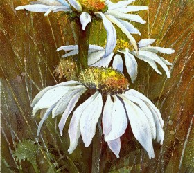 Watercolor of white coneflowers
