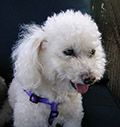 Photo of poodle