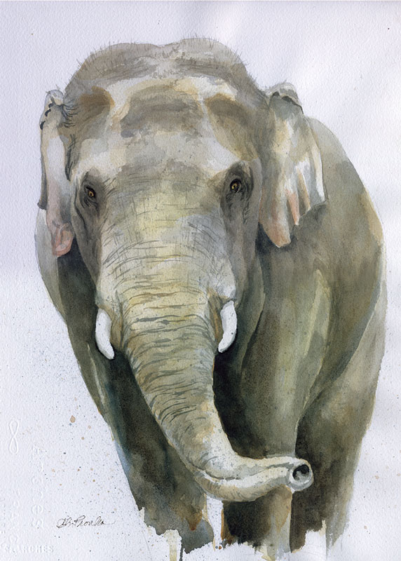 Elephas God, (Watercolor 16" x 20" matted $650, Print $150)