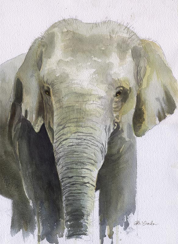 Elephas Goddess, (Watercolor 16" x 20" matted $650, Print $150)